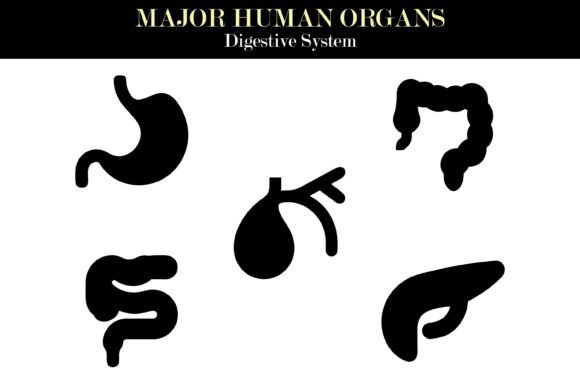 Human Digestive System Organs Silhouette: Graphics & Illustrations
