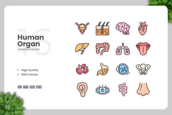 Human Organ Colored Icons: Graphics for Brand Identity